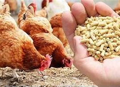 Bột đá trong ngành thức ăn chăn nuôi.